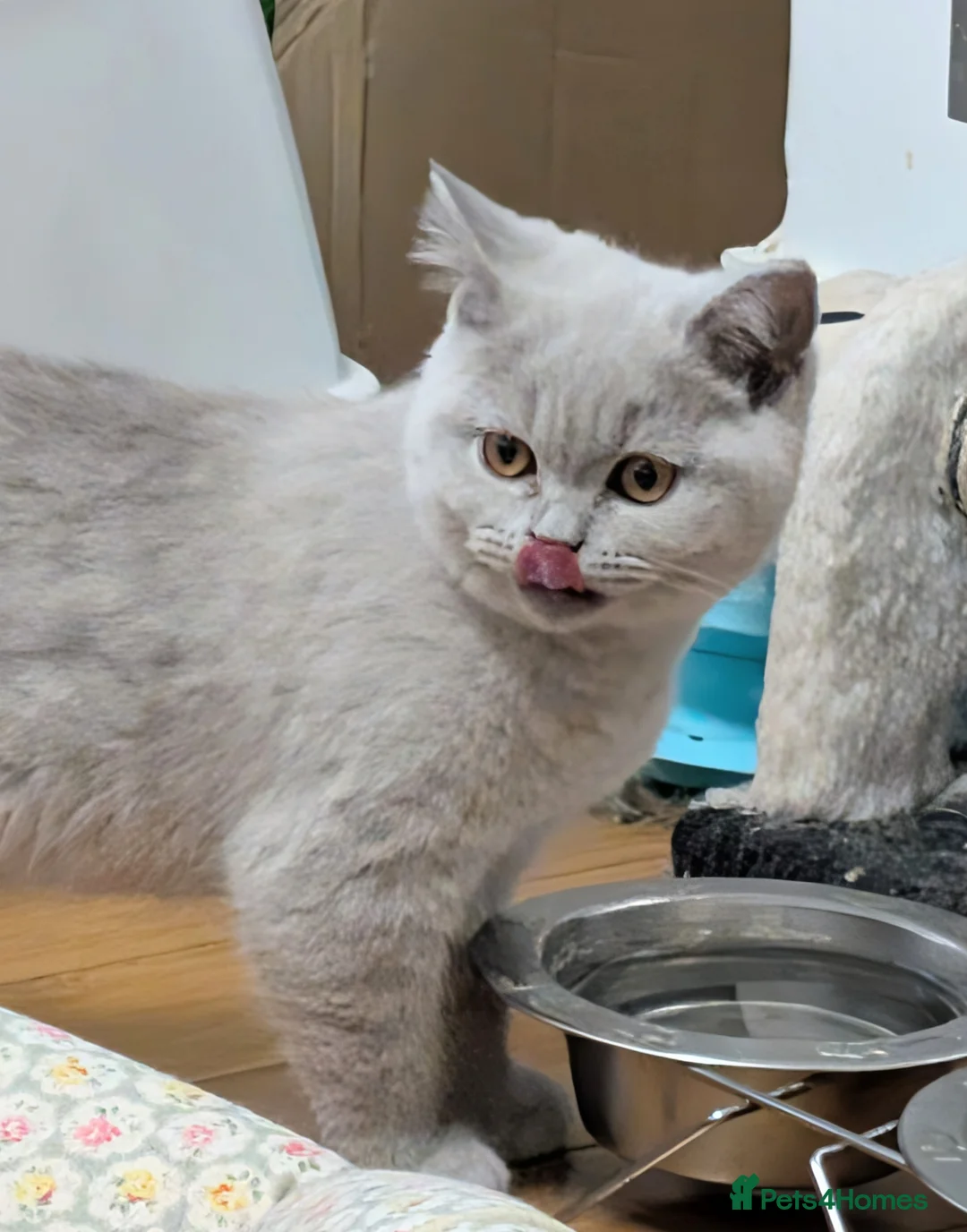 Scottish Fold cats for sale: Kitten is looking for new home 🏡 - Advert 3