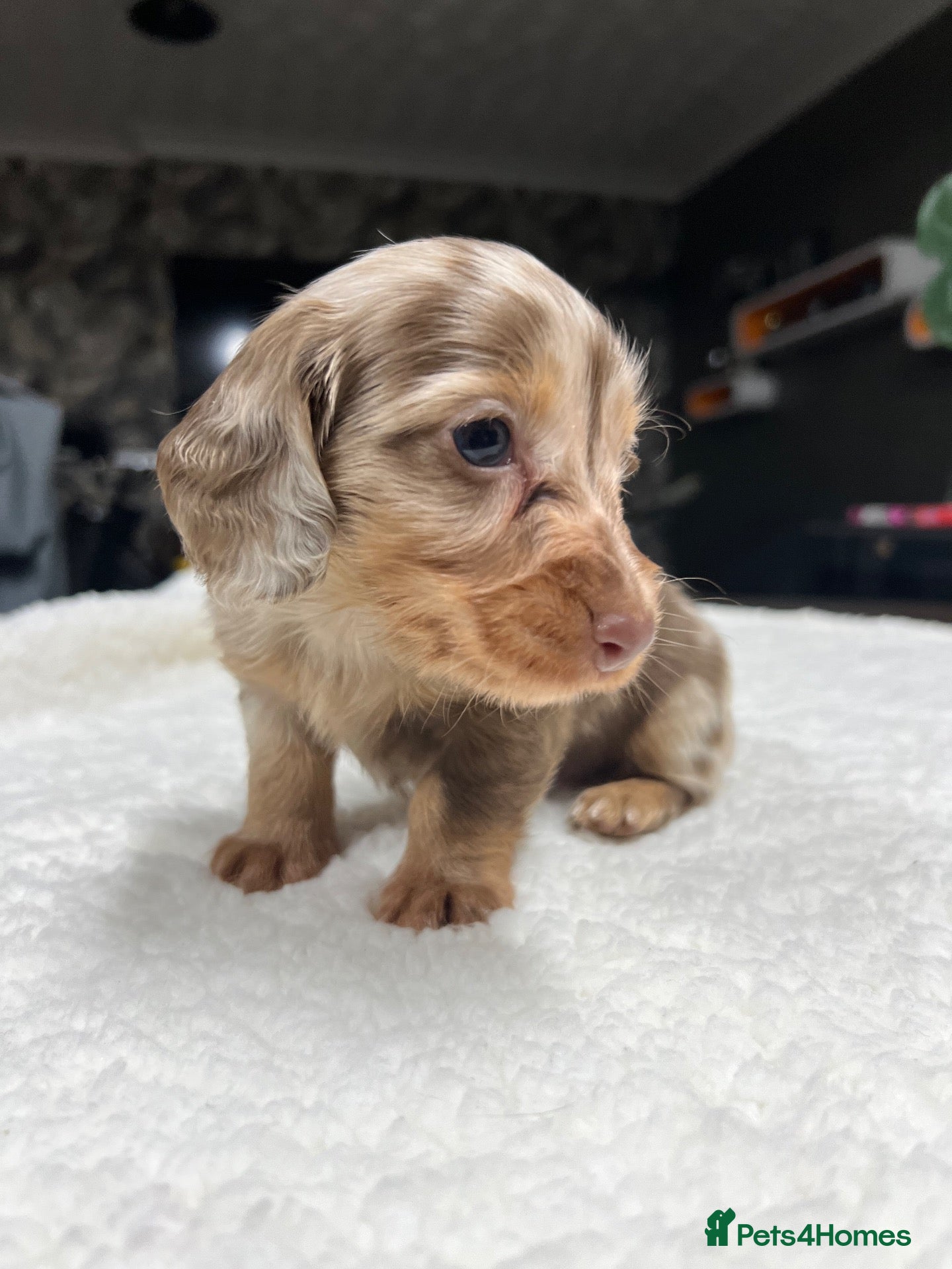 Miniature Dachshund dogs for sale: Tiny KC Longhair Dachshunds  Chocolate & Dapple - Advert 2
