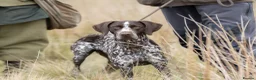 German Shorthaired Pointer dogs for sale: Superb GSP pups, one bitch, one dog  in York - Advert 3