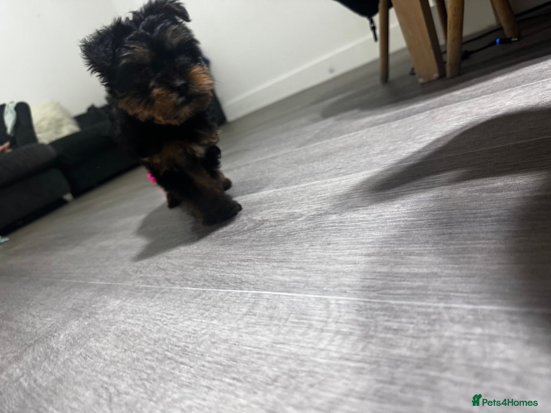 Yorkshire Terrier dogs for sale: 🐾 Adorable Yorkshire Terrier Puppy 🐶 - Advert 3
