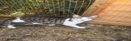 Mixed Breed cats for sale: Norman looking for loving home  - Advert 2