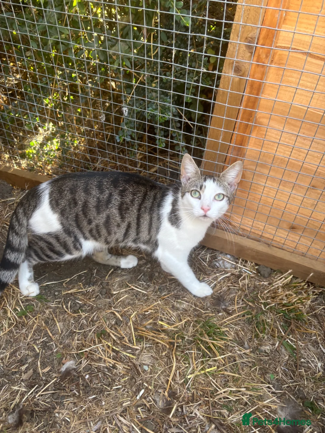 Mixed Breed cats for sale: Norman looking for loving home  - Advert 2