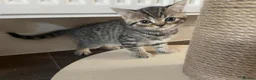 British Shorthair cats for sale: British Shorthair Silver Tabby Kittens - Advert 10