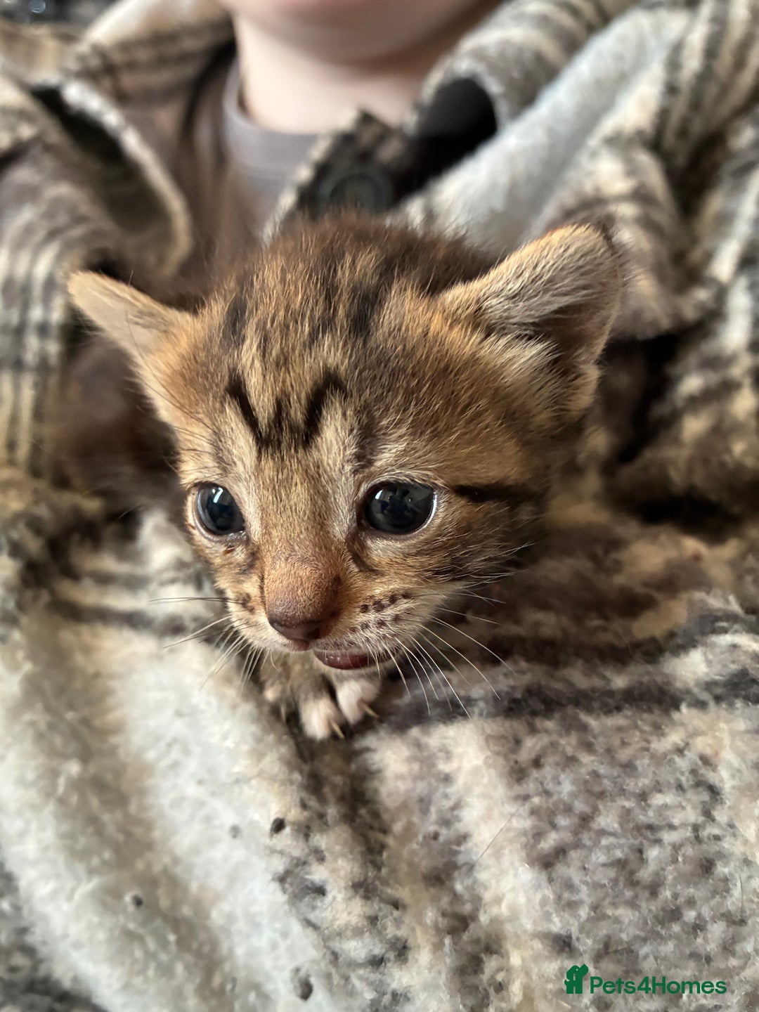 British Shorthair cats for sale: Female for sale  - Advert 5