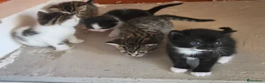 Mixed Breed Kitten 7