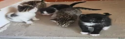 Mixed Breed cats for sale: Kittens - Advert 2