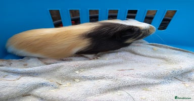 Guinea Pig rodents - Advert 10