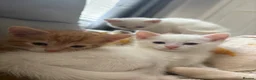 Mixed Breed cats for sale: Kittens - Advert 3