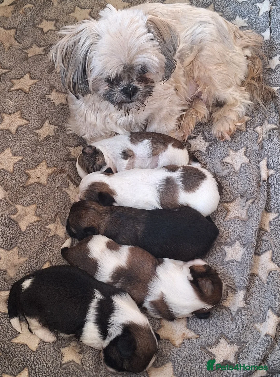 Shih Tzu dogs for sale: Shih-Tzu Puppies x 3 - Advert 4