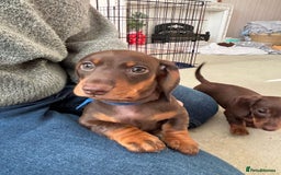 Miniature Dachshund dogs for sale: Reggie and Walter  - Advert 5