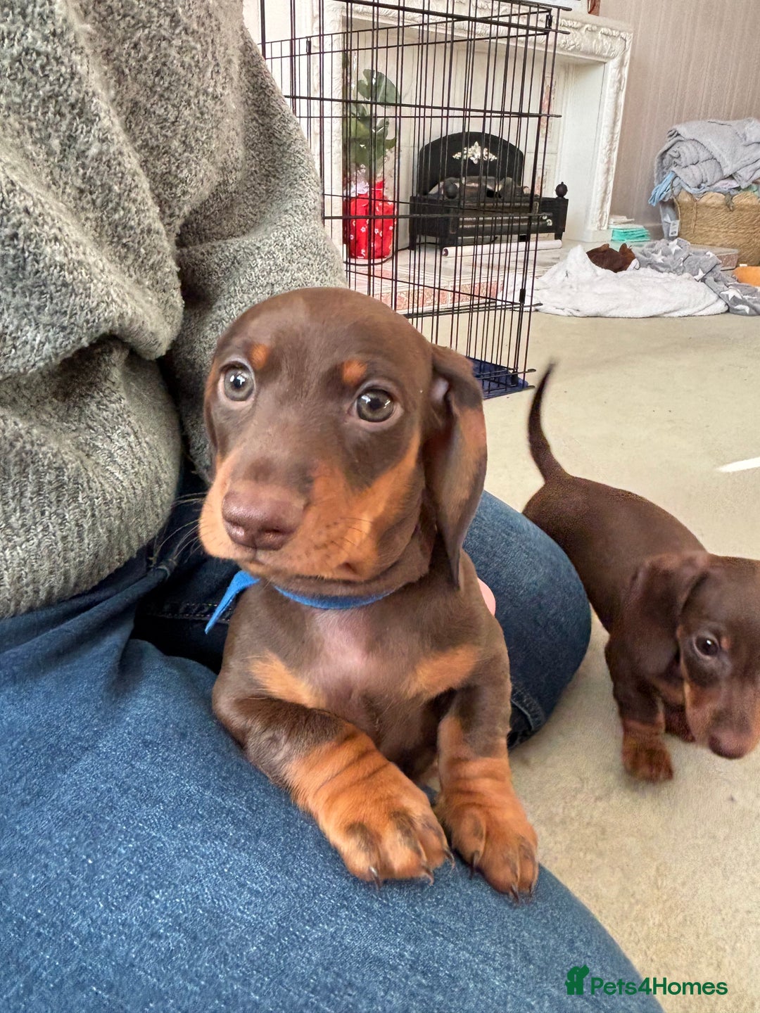 Miniature Dachshund dogs for sale: Reggie and Walter  - Advert 5