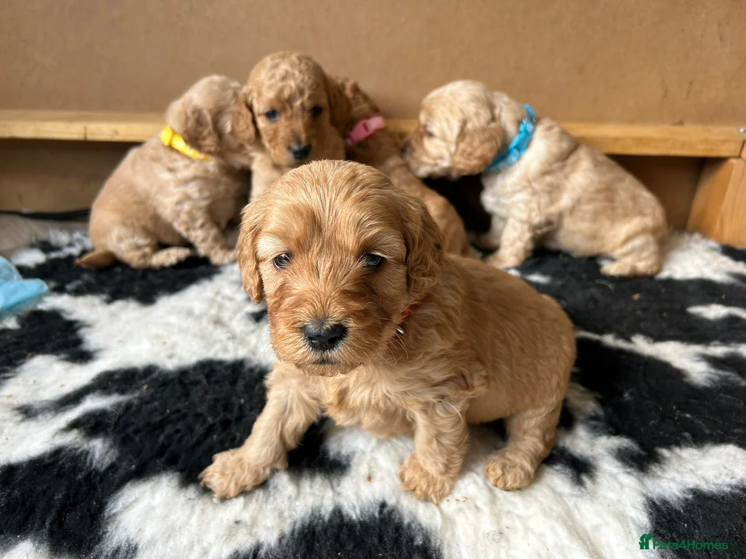 Poodle dogs for stud: FOR STUD Moyen Poodle (proven)  in Northampton - Advert 29