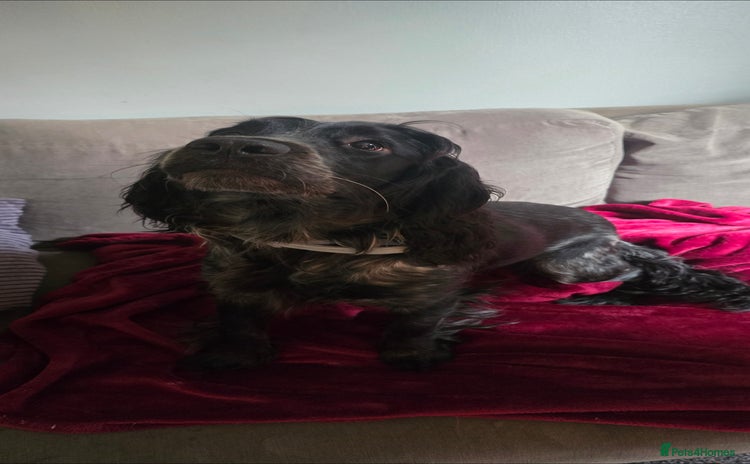 Sprocker dogs - Advert 1