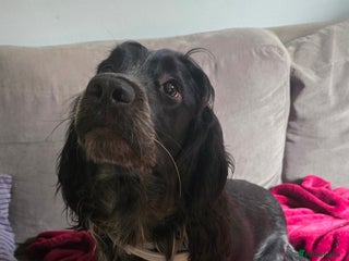 Sprocker dogs - Advert 1