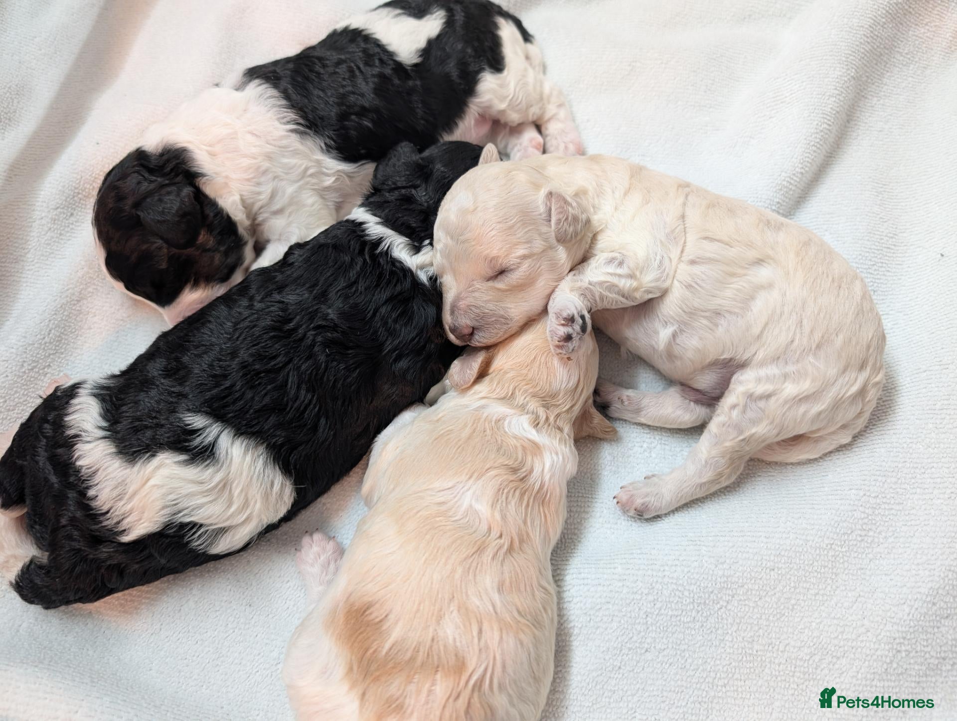 Cavapoo dogs for sale: Stunning Markings F1B Toy Cavapoo puppies  - Advert 3