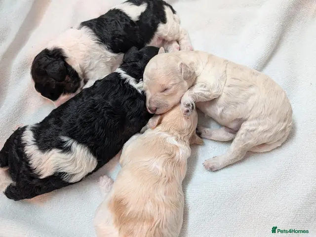 Cavapoo dogs for sale: Stunning Markings F1B Toy Cavapoo puppies - Advert 3