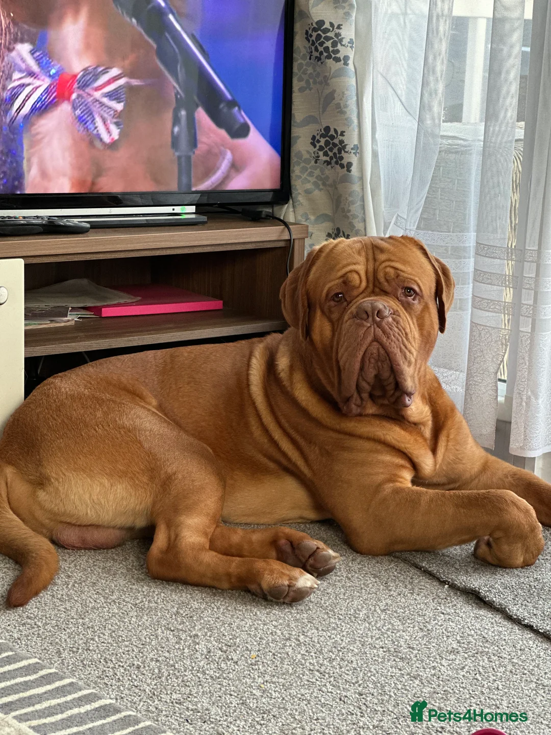 Dogue De Bordeaux dogs for stud: Dogue De Bordeaux Stud(fertility work Included) in London - Advert 2