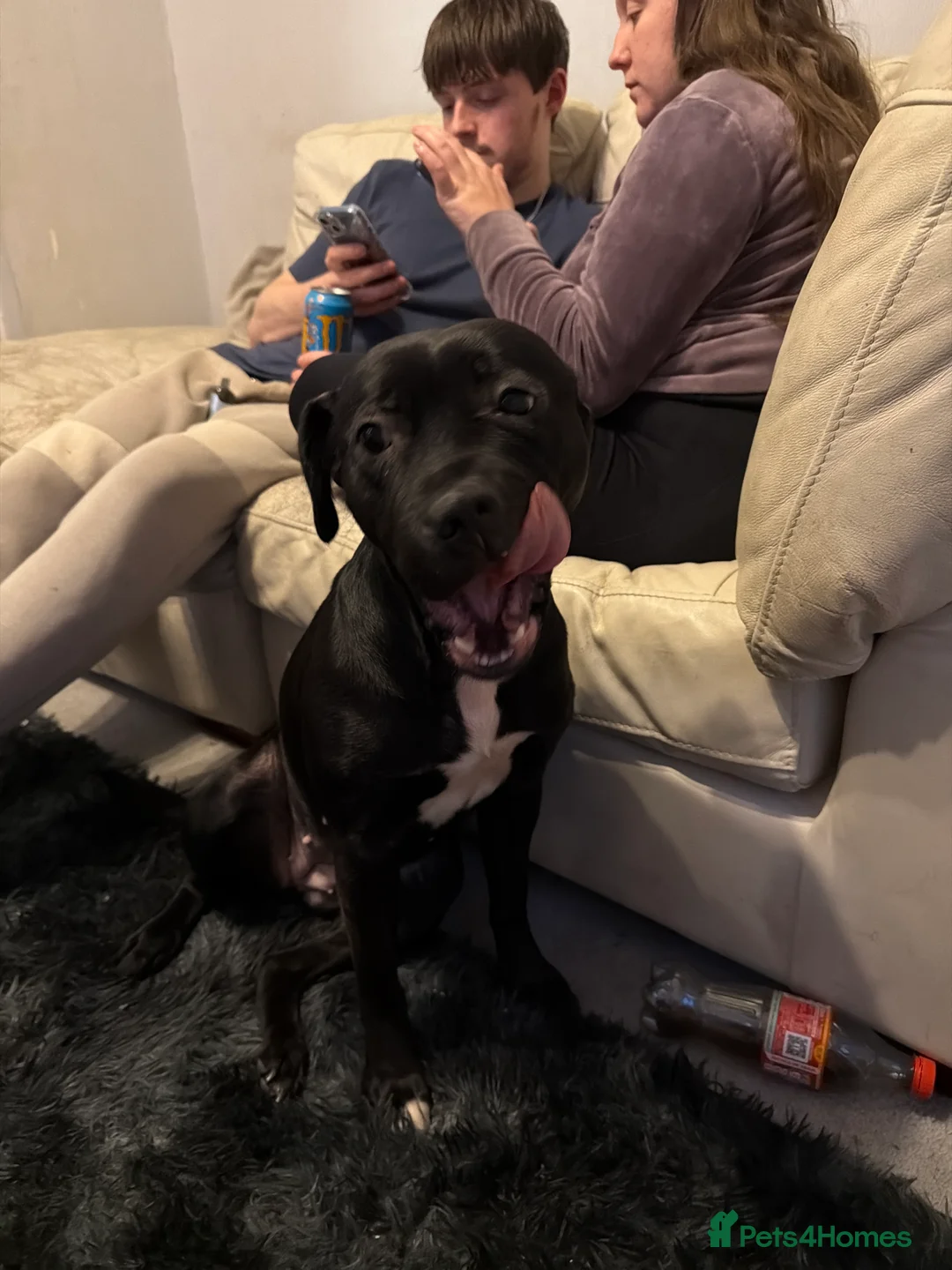 American Bull Staffy dogs for stud: Stud wanted  - Advert 1