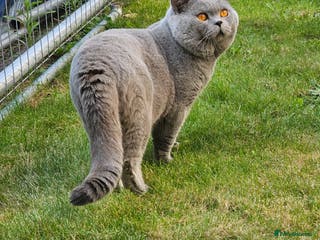 British Shorthair cats Britishshorthair stud in London - Advert 14