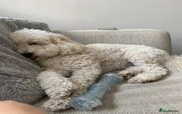 Cavapoo dogs for sale: 5yr Cavapoo rehoming - Image 3