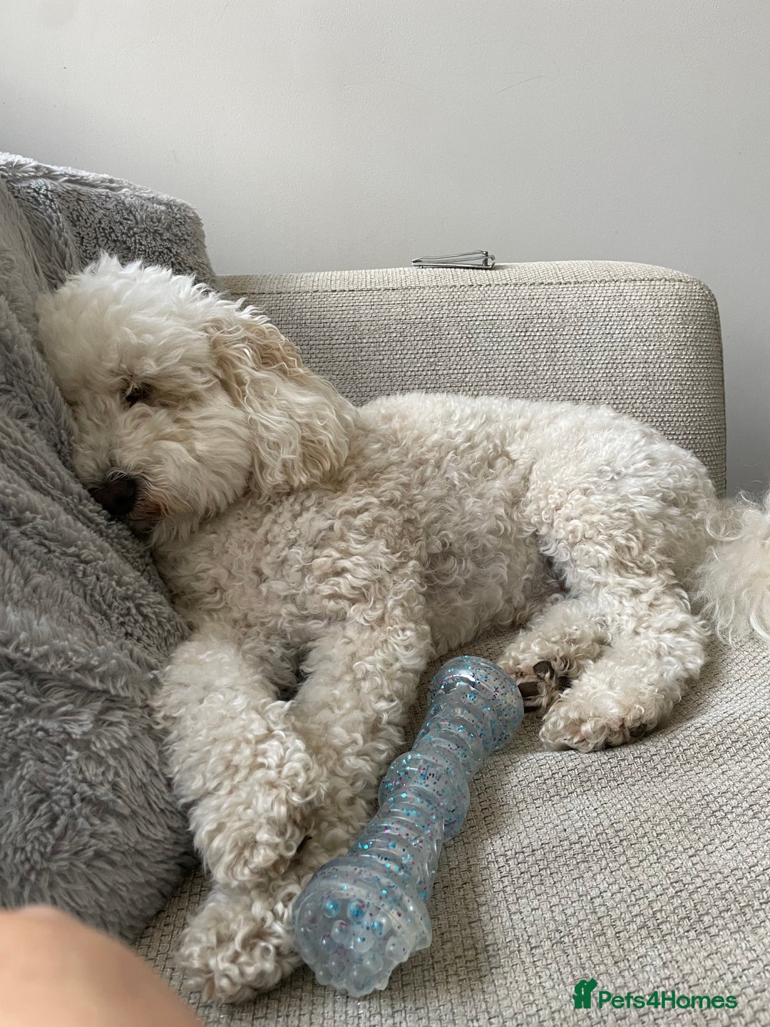 Cavapoo dogs for sale: 5yr Cavapoo rehoming - Image 3