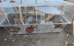 Mouse rodents for sale: Four female mice along with their cage etc. - Image 9