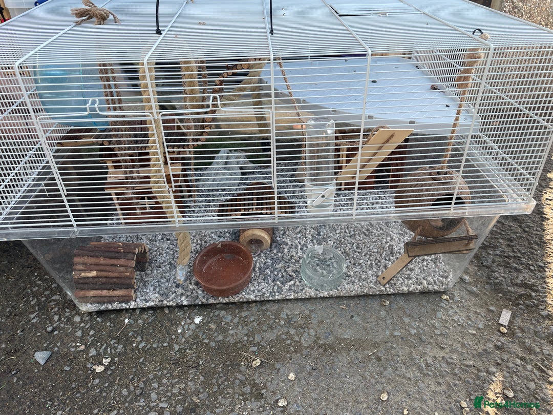 Mouse rodents for sale: Four female mice along with their cage etc. - Image 9