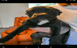 Staffordshire Bull Terrier dogs for sale: Of Staffordshire Bull terrier pups - Image 3