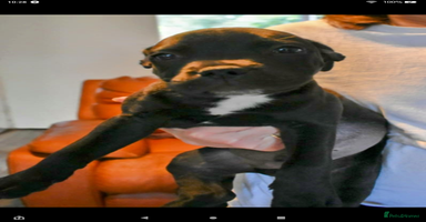Staffordshire Bull Terrier dogs - Advert 1