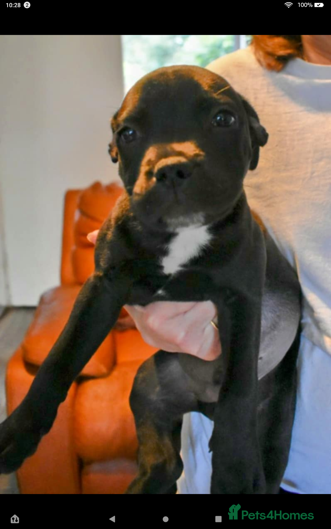 Staffordshire Bull Terrier dogs for sale: Of Staffordshire Bull terrier pups - Image 3