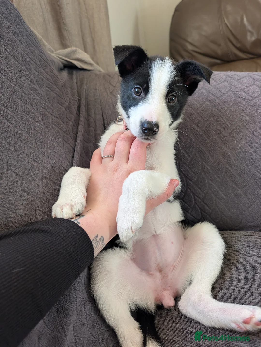 Border Collie dogs for sale: 2x border collie bitches. READY NOW - Advert 12