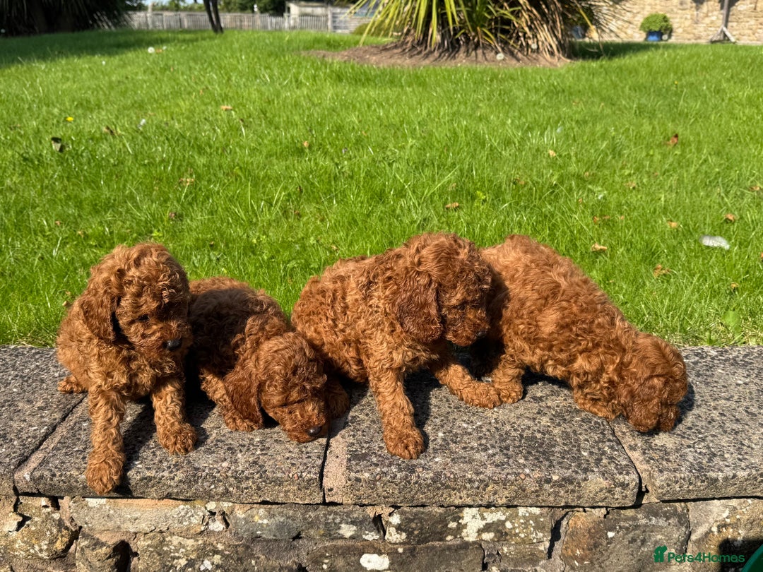 Miniature Poodle dogs for sale: Dark Red Miniature Poodle puppies (Boys only). - Image 5