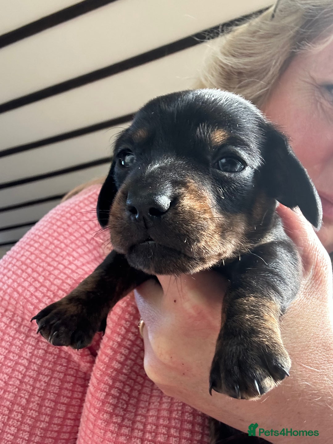 Miniature Dachshund dogs for sale: Ready Soon - Gorgeous KC Reg. Miniature Dachshund - Advert 16