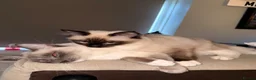 Ragdoll cats for sale: 2 Ragdoll Cats - Advert 1