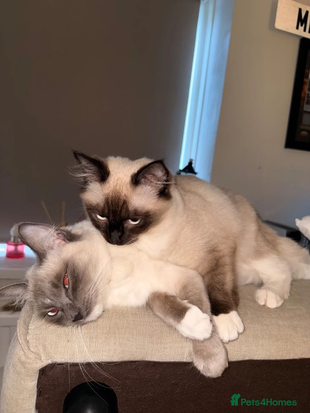 Ragdoll cats for sale: 2 Ragdoll Cats - Advert 1