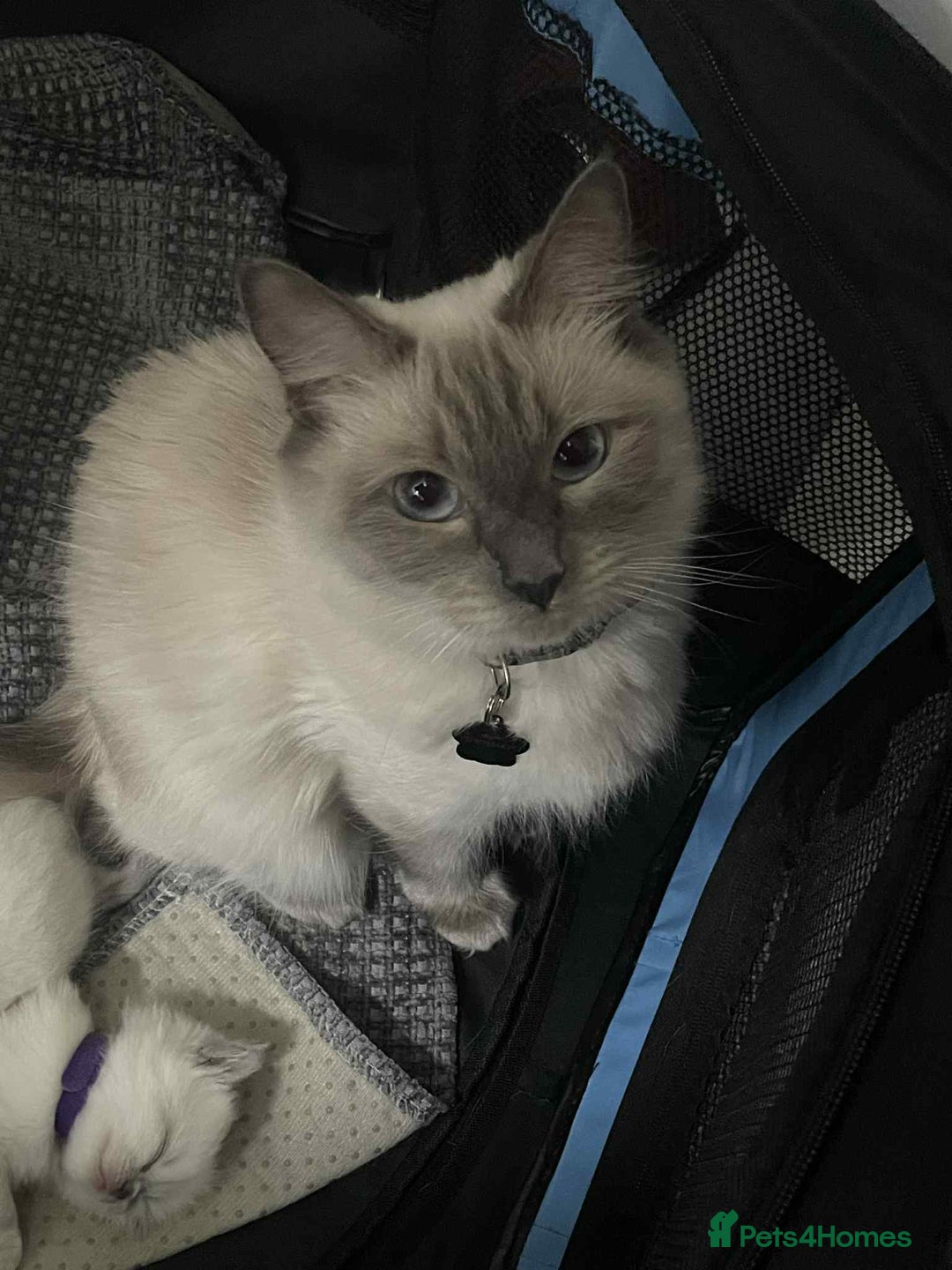 Ragdoll cats for sale: Ragdoll kittens 1 MALE LEFT  - Advert 8