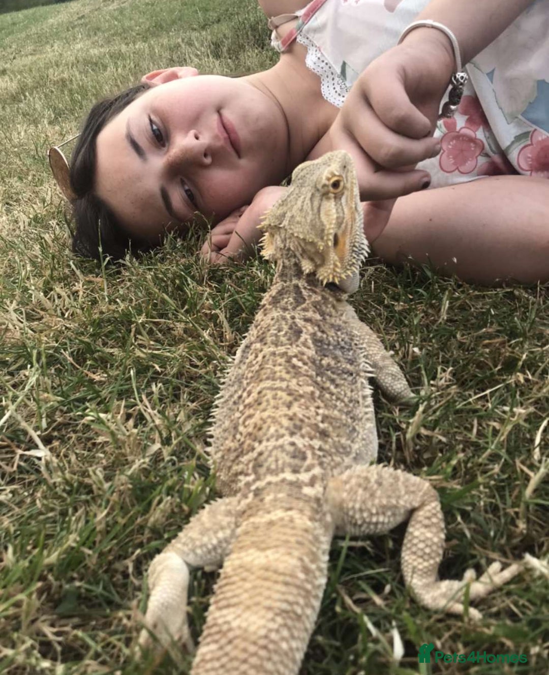 Bearded Dragon reptiles for sale: Bearded dragon boy names Loki the lizard  - Image 9