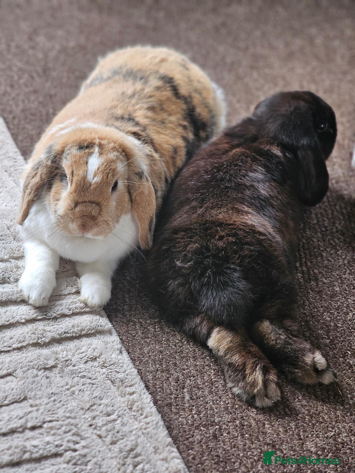 Mixed Breed rabbits Bonded pair of Rabbits - Advert 2