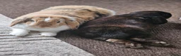 Mixed Breed rabbits for sale: Bonded pair of Rabbits in Nottingham - Advert 1