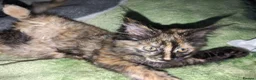 Maine Coon cats for sale: Maine coon kittens ready for new homes  in Carlisle - Advert 16