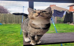 Mixed Breed cats for adoption: LOCKY  - Image 4