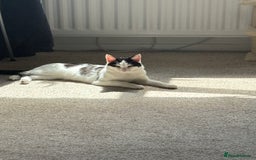 Mixed Breed cats for sale: Male and female cat FREE - Image 3