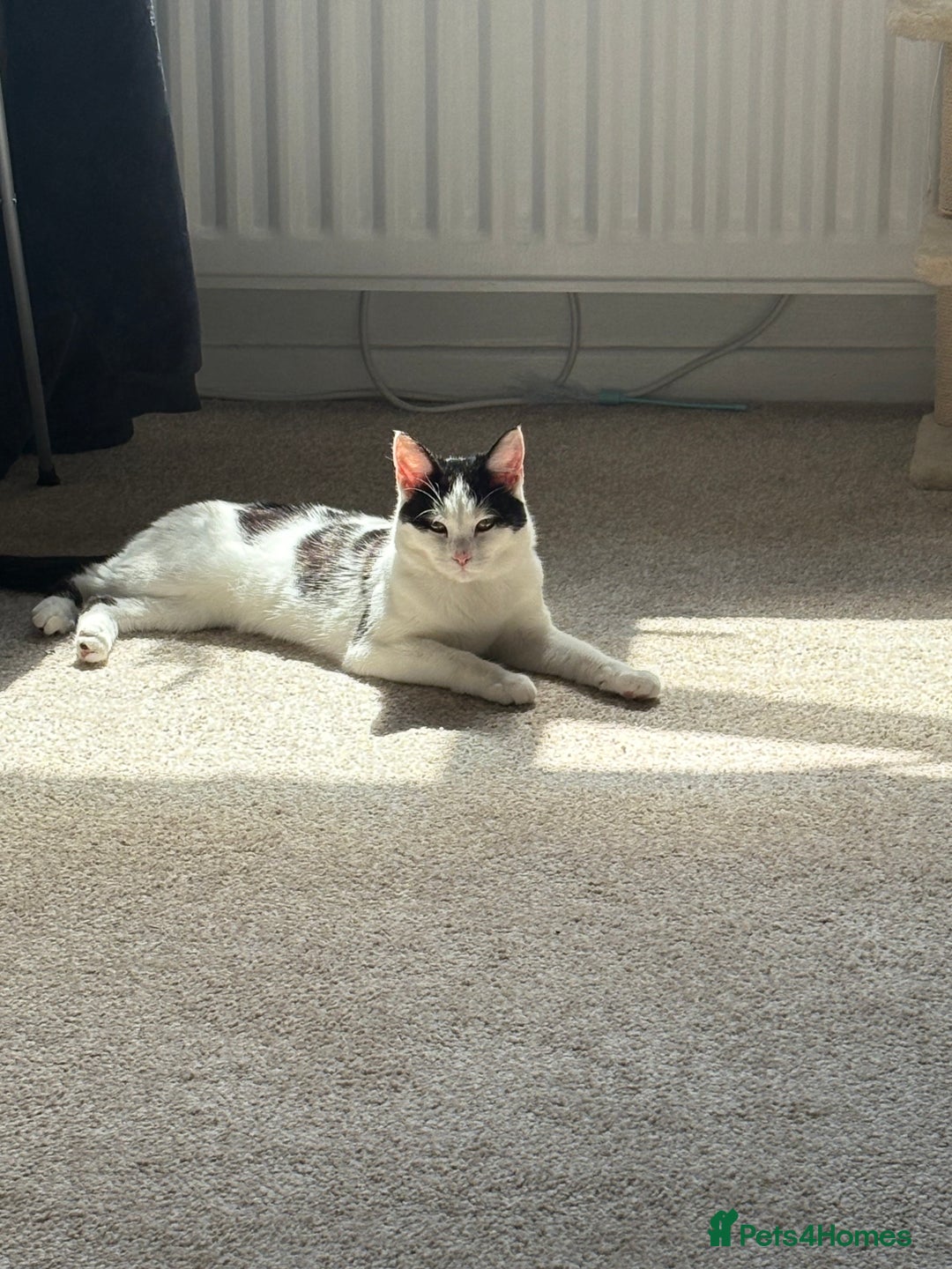 Mixed Breed cats for sale: Male and female cat FREE - Image 3