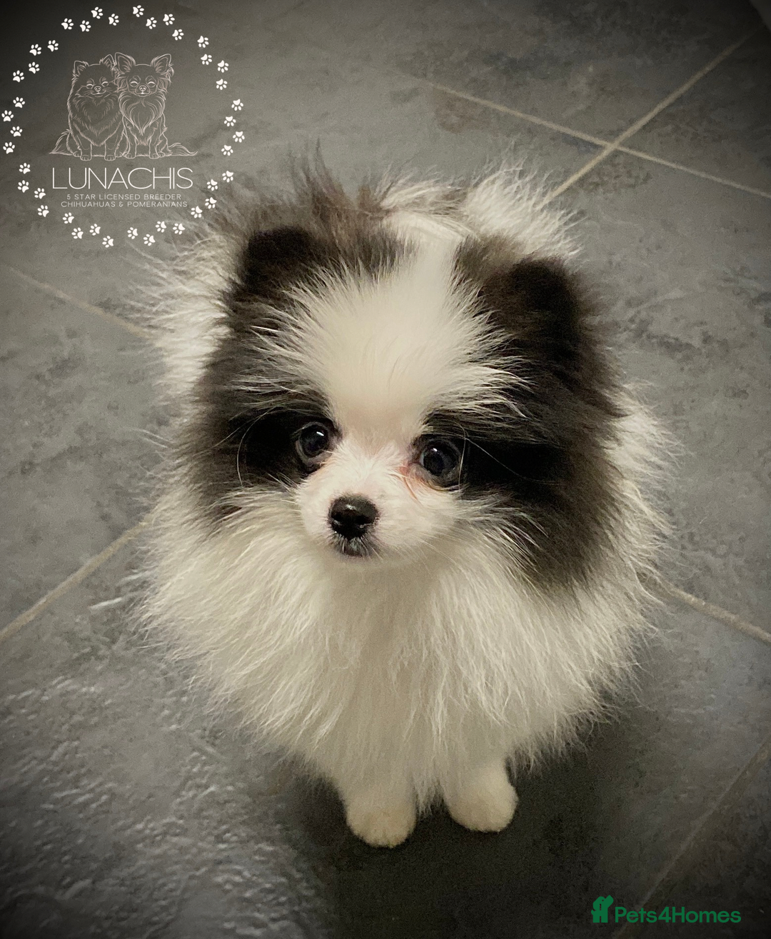 Pomeranian dogs for sale: Stunning Pomeranian puppies - Advert 14