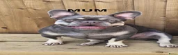 French Bulldog dogs for sale: Ready to go - Lilac Merle Frenchie 💗 - Advert 8