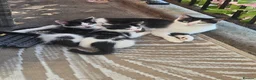 Mixed Breed cats for sale: Beautiful kittens  - Advert 3