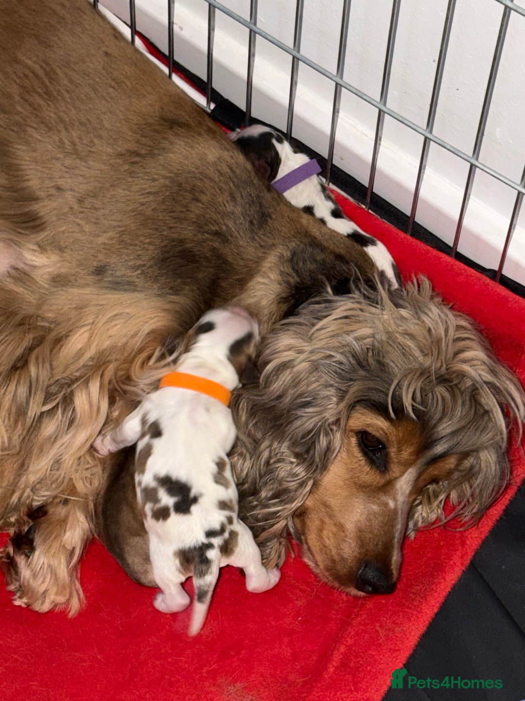 Cocker Spaniel dogs for sale: Showtype Cocker spaniel pups KC registered  - Advert 4