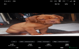Dogue De Bordeaux dogs for sale: Marleys 17 months old - Image 4