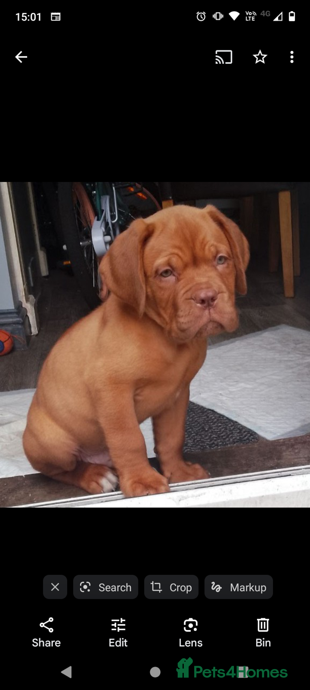 Dogue De Bordeaux dogs for sale: Marleys 17 months old - Image 4