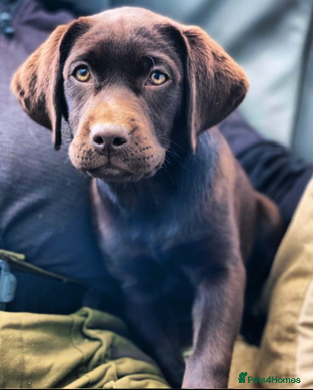 Labrador Retriever dogs for sale: 5 ⭐️  **  CHOCOLATE KC REG VET CHECKED, 1ST VAC - Advert 1